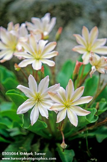 Tweedy's Lewisia blossoms