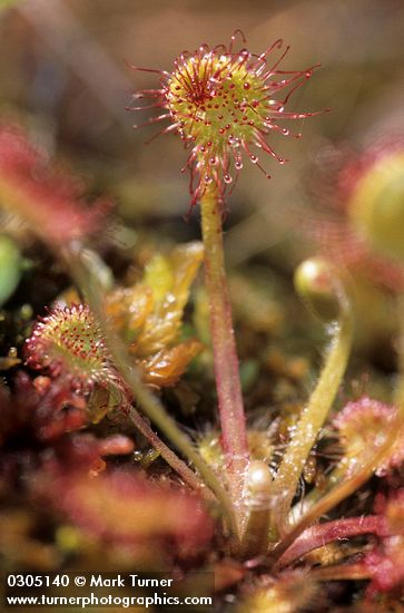 Round-leaved Sundew