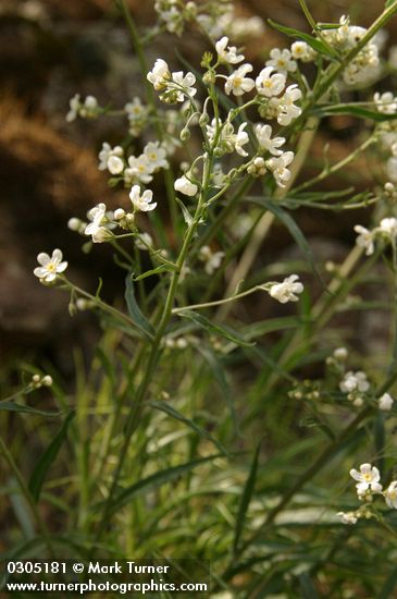 Sagebrush Stickseed