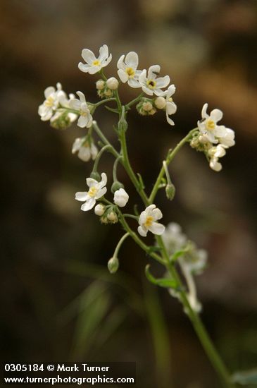 Sagebrush Stickseed blossoms detail