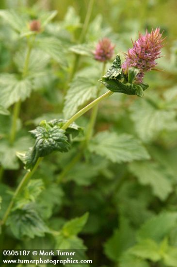 Western Giant Hyssop blossoms & foliage detail