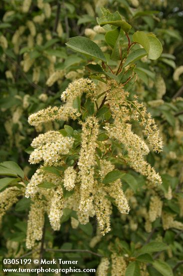 Common Chokecherry blossoms & foliage