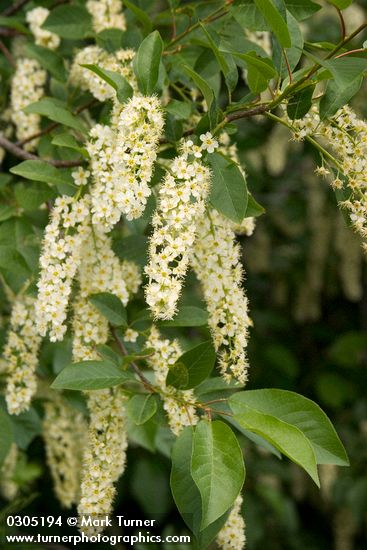 Common Chokecherry blossoms & foliage detail