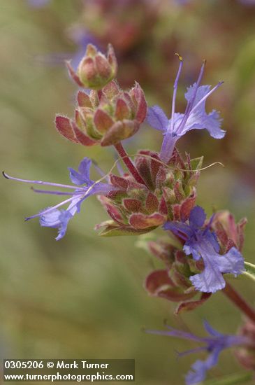 Purple Sage blossoms detail