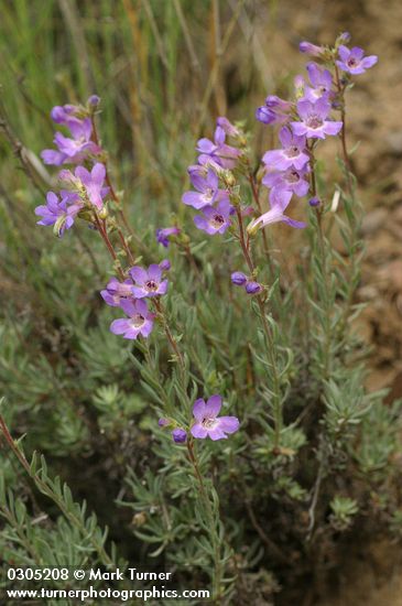 Rock Penstemon
