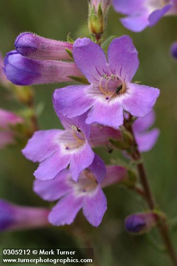 Rock Penstemon blossoms extreme detail