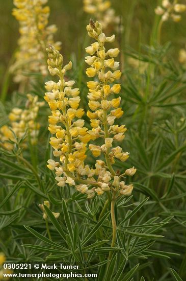 Sulphur Lupines