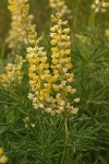 Sulphur Lupines