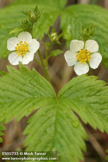 Woodland Strawberry blossoms & foliage detail