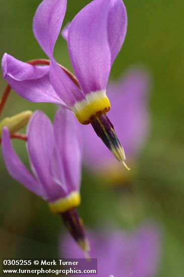 Western Shooting Star blossoms extreme detail
