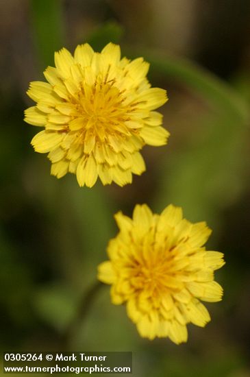 Annual Agoseris blossoms detail