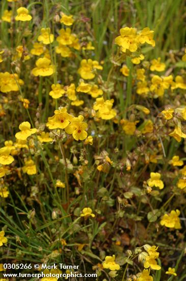 Seep-Spring Monkeyflower