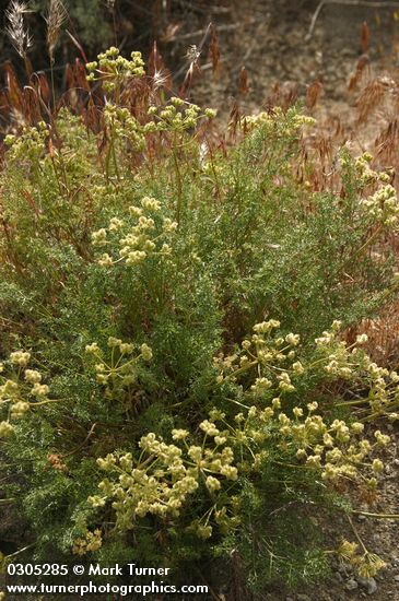 Northern Indian Parsnip (Turpentine Wavewing)