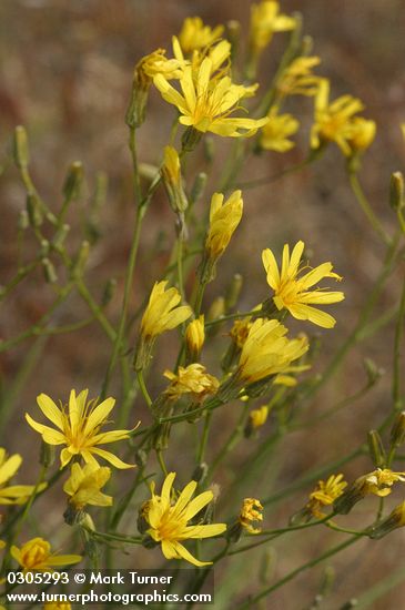 Slender Hawksbeard blossoms