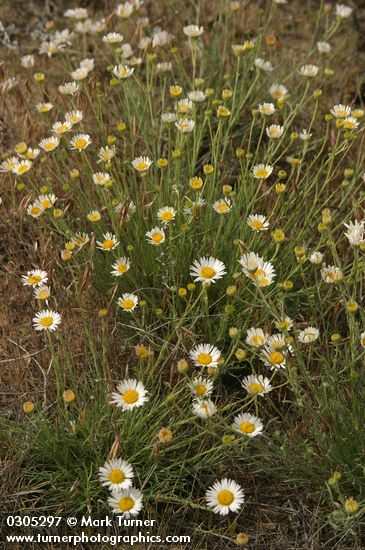 Thread-leaf Fleabane