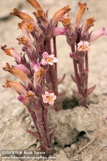 Clustered Broomrape