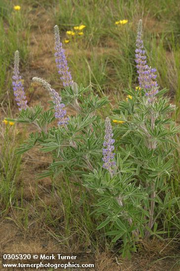 Bingen Lupine