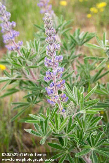 Bingen Lupine blossoms & foliage