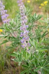 Bingen Lupine blossoms & foliage