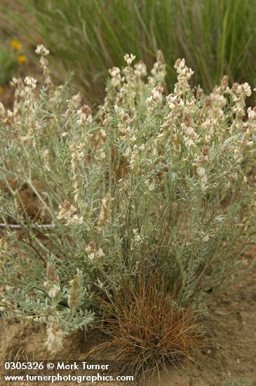 Buckwheat Milk-vetch