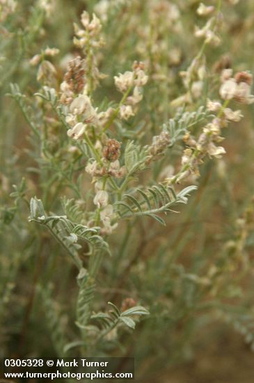 Buckwheat Milk-vetch blossoms & foliage
