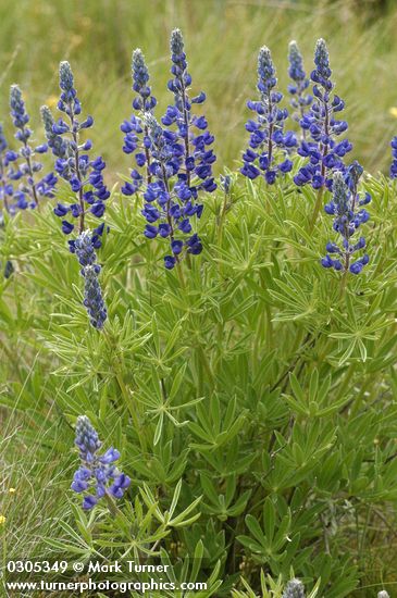 Bingen Lupine