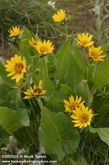 Carey's Balsamroot