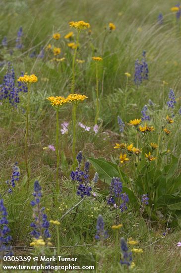 Carey's Balsamroot; Western Groundsel; Phlox & Lupines among Bluebunch Wheatgrass