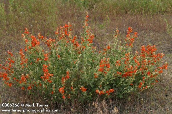 Orange (Munro's) Globemallow