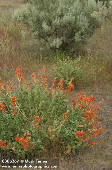 Orange (Munro's) Globemallow