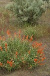 Orange (Munro's) Globemallow