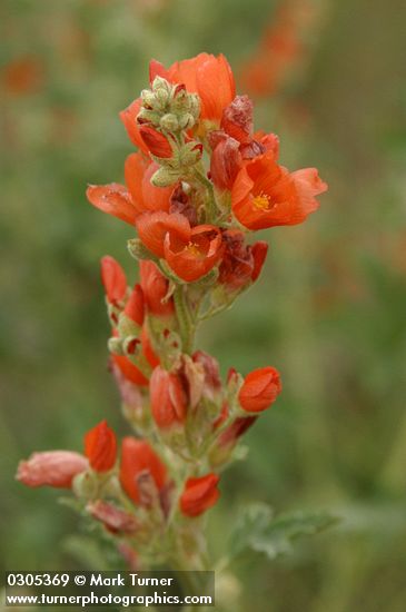 Orange (Munro's) Globemallow blossoms detail