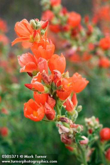 Orange (Munro's) Globemallow blossoms detail