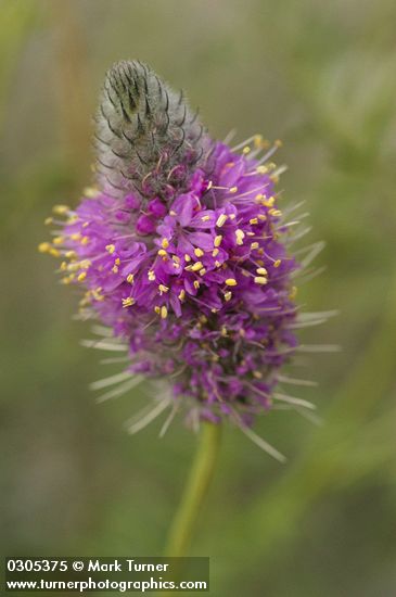 Blue Mountain Prairie Clover blossoms extreme detail