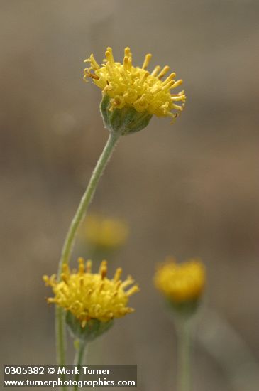Columbia Cut Leaf blossoms detail