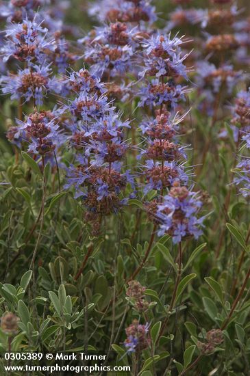 Purple Sage blossoms & foliage detail