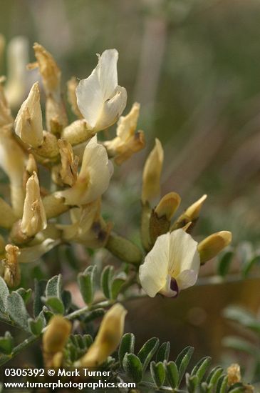 Milk-vetch blossoms & foliage detail