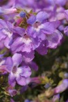 Rock Penstemon blossoms detail