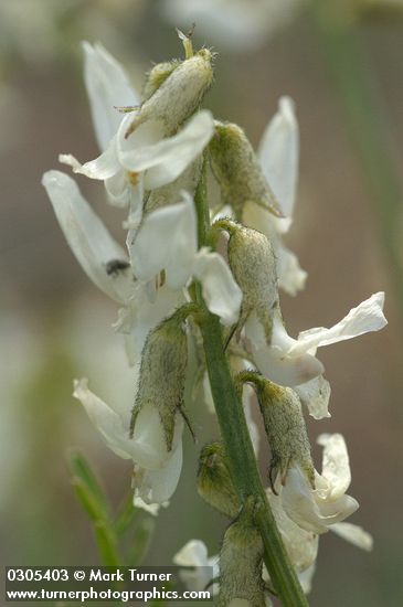 Spalding's Milk-vetch blossoms detail
