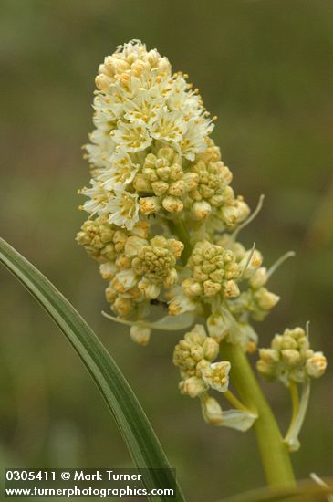 Panicled Death Camas blossoms detail