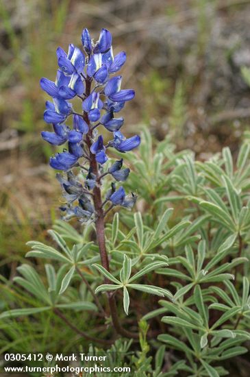 Desert Lupine