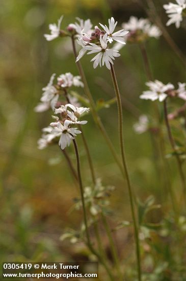 Slender Woodland Star