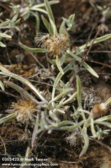 Dwarf Spreading Everlasting blossoms & foliage detail