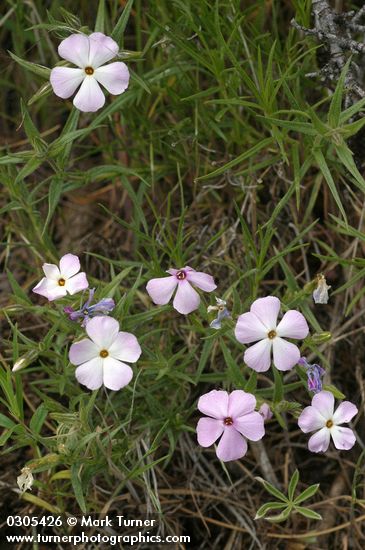 Sticky Phlox