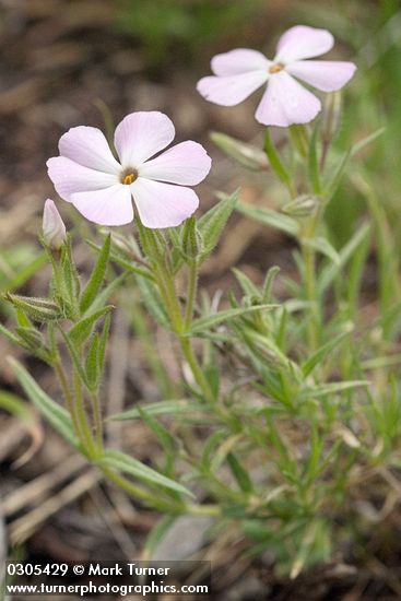 Sticky Phlox blossoms & foliage detail