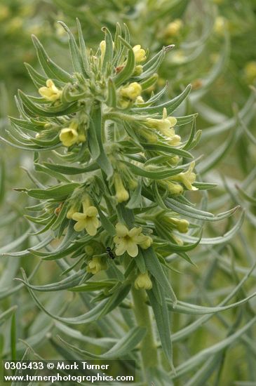 Puccoon blossoms & foliage detail