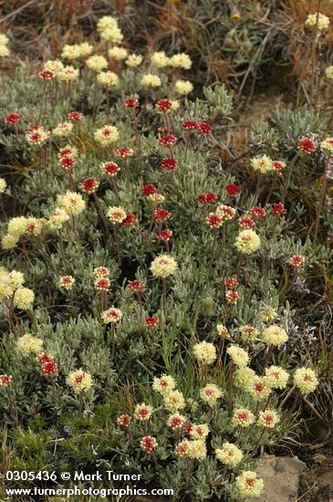 Douglas' Eriogonum
