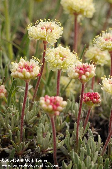 Douglas' Eriogonum blossoms & foliage detail