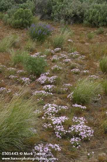 Long-leaf Phlox among Bluebunch Wheatgrass with Bingen Lupines
