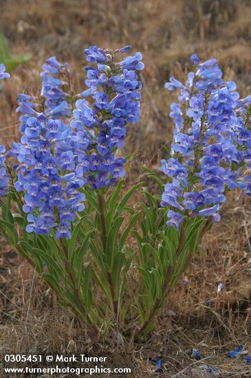 Showy Penstemon
